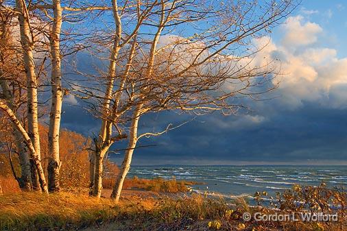 Lake Erie Birches Near Sunset_23921.jpg - With an incoming storm, photographed on the south coast of Canada at Sherkston Shores, Ontario. 